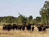 Singita Sweni Lodge - Wildlife 
